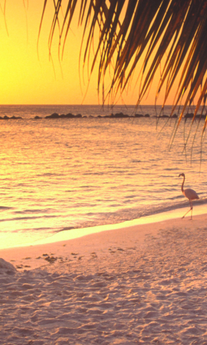 ARUBA - 6